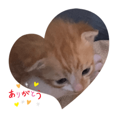 [LINEスタンプ] 子猫スタンプにゃーにゃー