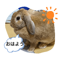 [LINEスタンプ] うさぎスタンプSPECIAL