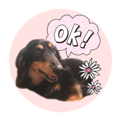 [LINEスタンプ] SORA's stamp(miniature Dachshund)