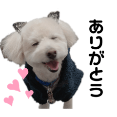 [LINEスタンプ] クイールくん4