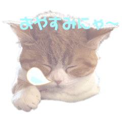 [LINEスタンプ] にゃ〜すたんぷ