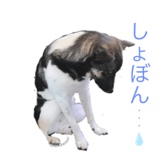 [LINEスタンプ] カイ＆ジョン