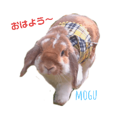 [LINEスタンプ] モグ＆むぎのつぶやき