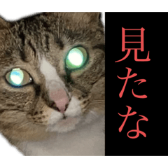 [LINEスタンプ] 我が家にも猫。