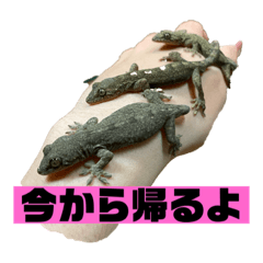 うちのペットのヤモリちゃん