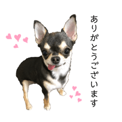 [LINEスタンプ] ココとルゥ 敬語ver