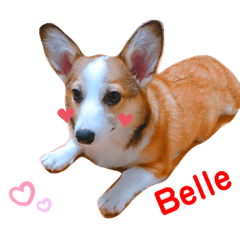 [LINEスタンプ] コーギーのBelle♪