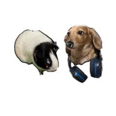 [LINEスタンプ] 犬とモルモット