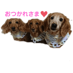 [LINEスタンプ] ダックス3わんしゃんりんぴ1