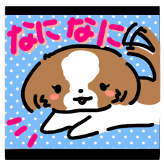 [LINEスタンプ] 【大人かわいい】シーズー犬スタンプ☆の画像（メイン）