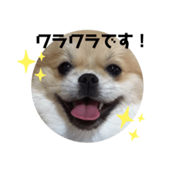 [LINEスタンプ] はじめまして。ワラワラと申します。