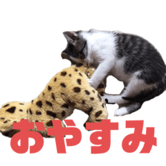 [LINEスタンプ] 猫らふちゃんのスタンプ