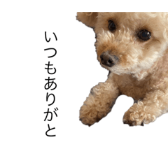 [LINEスタンプ] 愛犬ぷーたろスタンプ