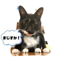 [LINEスタンプ] トリーズ＆ネコーズ 2
