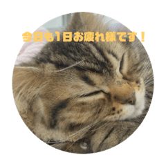 [LINEスタンプ] なんかに使えそうな、ウミくんスタンプ