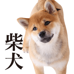 [LINEスタンプ] 柴犬だいすき