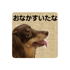 [LINEスタンプ] ばゆびんの周りの動物達