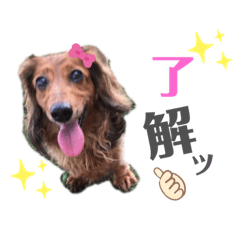 [LINEスタンプ] ダックスフント ミニチュア ペット 家族