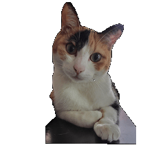 [LINEスタンプ] 我が家の猫三昧