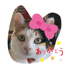 [LINEスタンプ] 三毛猫あめちゃん