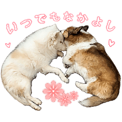 [LINEスタンプ] 我が家の家族(犬編)
