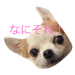 [LINEスタンプ] チワワのバリーくんの一日
