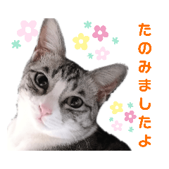 [LINEスタンプ] さとう家の猫たち
