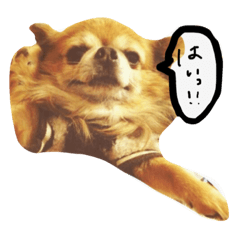 [LINEスタンプ] おれ、まろんですけどなにか？