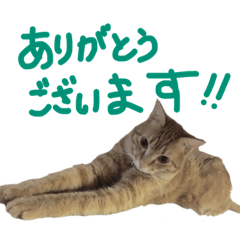 [LINEスタンプ] 加藤家のミミココ