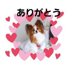 [LINEスタンプ] ぱぴぱぴパピヨン1