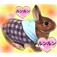 [LINEスタンプ] ウサギの可愛いスタンプ