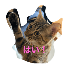 [LINEスタンプ] みかんおかか