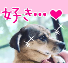 [LINEスタンプ] 愛犬の幸せな日常