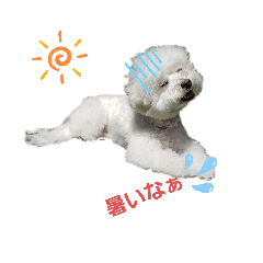 [LINEスタンプ] わんこの日常☆ビションとトイプードル