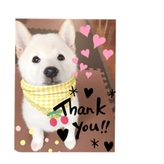 [LINEスタンプ] 柴犬のゆず