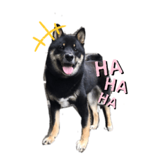 [LINEスタンプ] 世界一可愛い柴犬 昇吉の画像（メイン）