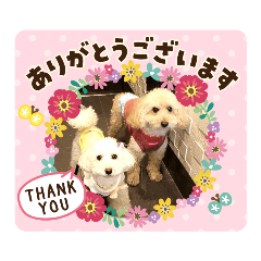 [LINEスタンプ] トイプードルのパルピノ⑦