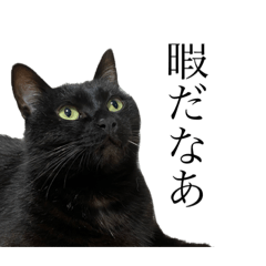 [LINEスタンプ] 黒猫ひじきの日常会話スタンプ