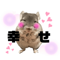 [LINEスタンプ] チンチラのポンくん