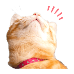 [LINEスタンプ] 茶トラのレッチェくん