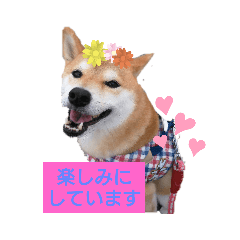 [LINEスタンプ] 柴犬ガロ日常パート1の画像（メイン）