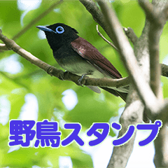 [LINEスタンプ] 野鳥スタンプ2