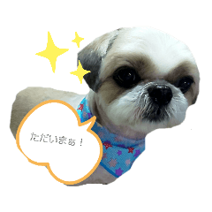[LINEスタンプ] シー・ズー   ハチ