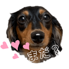 [LINEスタンプ] カニーヘンダックスのカピコ