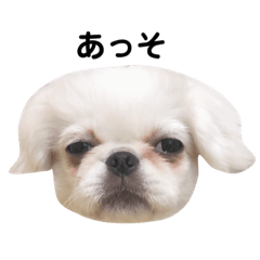 [LINEスタンプ] もこときんとにことあんず