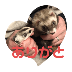 [LINEスタンプ] フェレット❤モモンガ