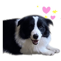 [LINEスタンプ] ボーダーコリーのラッキーハリー★