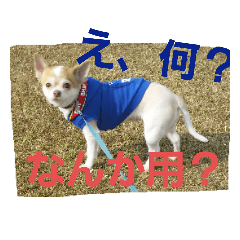[LINEスタンプ] チワワ犬·ハッピーの日常