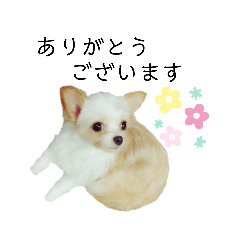 [LINEスタンプ] なっつ♡ぴのん日常会話(敬語＆タメ語)