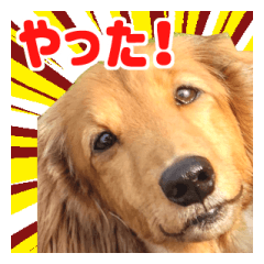 [LINEスタンプ] 犬が喋る